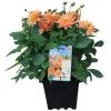 PAN AMERICAN NURSERY Dahlia, Pot De 3 Gallons, Couleurs Assorties