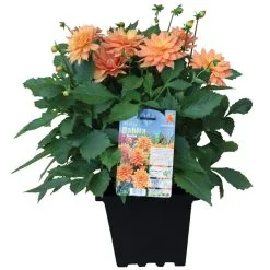 PAN AMERICAN NURSERY Dahlia, Pot De 3 Gallons, Couleurs Assorties