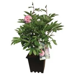 PAN AMERICAN NURSERY Pivoine Assortie, Pot De 3 Gal
