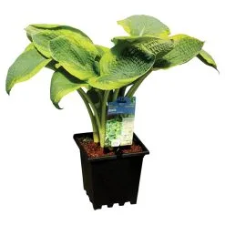 PAN AMERICAN NURSERY Hosta Aux Feuilles Larges, Assorti, Pot De 3 Gal