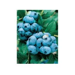 Pan American Plant De Bleuets En Contenant De 1 Gal, Variétés Assorties