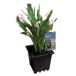 Pan American Lys Calla Assortis, Contenant De 3 Gallons