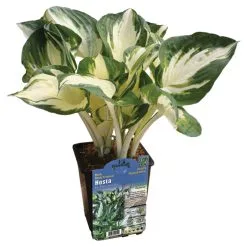Hostas Assortis, Pot De 1 Gallon