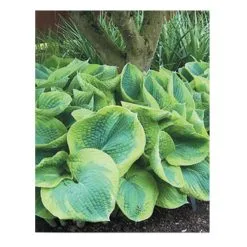 Hostas Assortis, Pot De 1 Gallon
