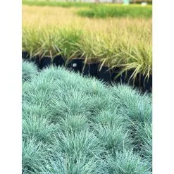 Collection De Graminées Ornementales Par Windmill, Livré Avec Pot #2C