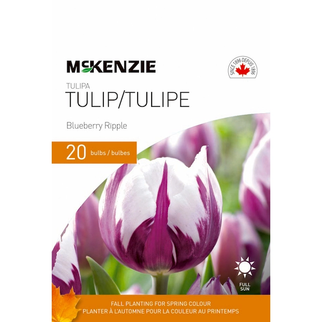 Bulbes De Tulipe Blueberry Ripple De MCKENZIE, Paquet De 20