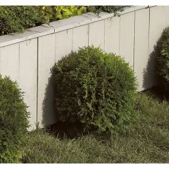 Thuya Globe, Assorti