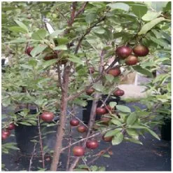 ABBOTSFORD Prunier à 4 Variétés Dans 1 Arbre, Assorti