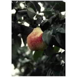 ABBOTSFORD Poirier à 4 Variétés De Poires, Assorti