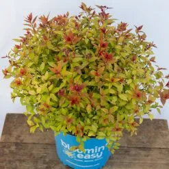 Spirée Assortie Bloomin' Easy Par Sta-Geen, Pot De 2 Gal
