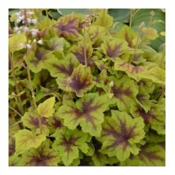 GREEN PLUS Vivaces Premium Conteneur 1 Gallon, Couleurs Assorties