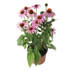 Vivace Assorties, 7 Po