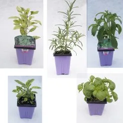 Plant De Fines Herbes Assorties, Pot De 9 Cm