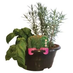 Jardin De Fines Herbes Assorties, Bol De 8 Po