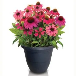 Échinacée Jardins Paquette En Pot De 10 Po