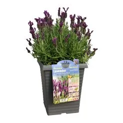 PAN AMERICAN NURSERY Lavande, Pot De 2 Gal, Assorti