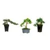 COSTA NURSERY Mini Bonsai Assorti