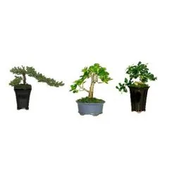 COSTA NURSERY Mini Bonsai Assorti