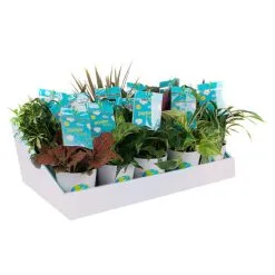 COSTA NURSERY Plante Tropicale Assortie Pour Enfants, Pot Décoratif De 4"