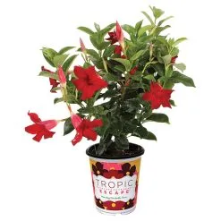 Mandevilla, Assorti