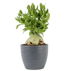 COSTA NURSERY Papuanum En Pot De Céramiqie 6 Po, Vert
