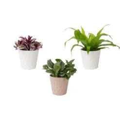 Plantes En Pot De Céramique Exotic Angel De Costa Nursery, 4,8 Po, Assorties