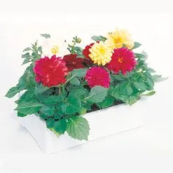 Annuelles Assorties, Serres Noel Wilson, 6/paquet