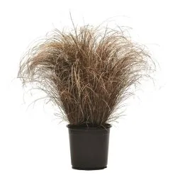 Graminées Annuelles Assorties, 4 Variétés